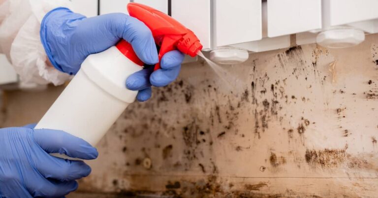 Professional mold removal and remediation of mold damage to a wall | ATI Restoration