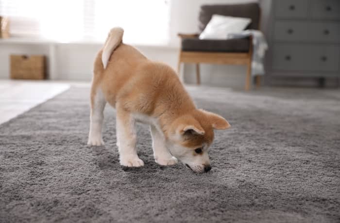 Pet Carpet Cleaning & Repair | ATI Restoration
